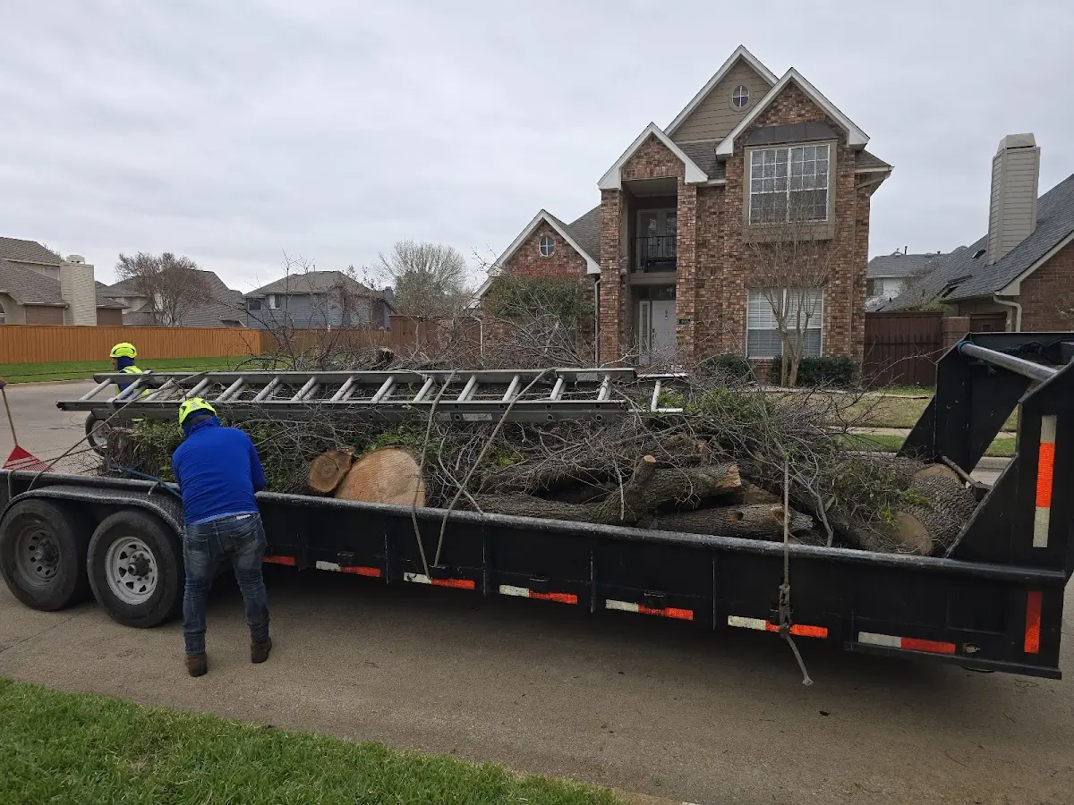 Expert Tree Pest Control with proper safety equipment in Los Alamitos